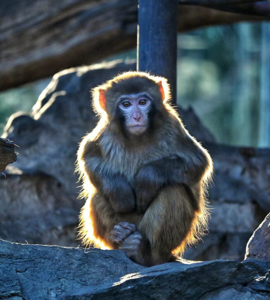 monkey photo in zoo in beijing